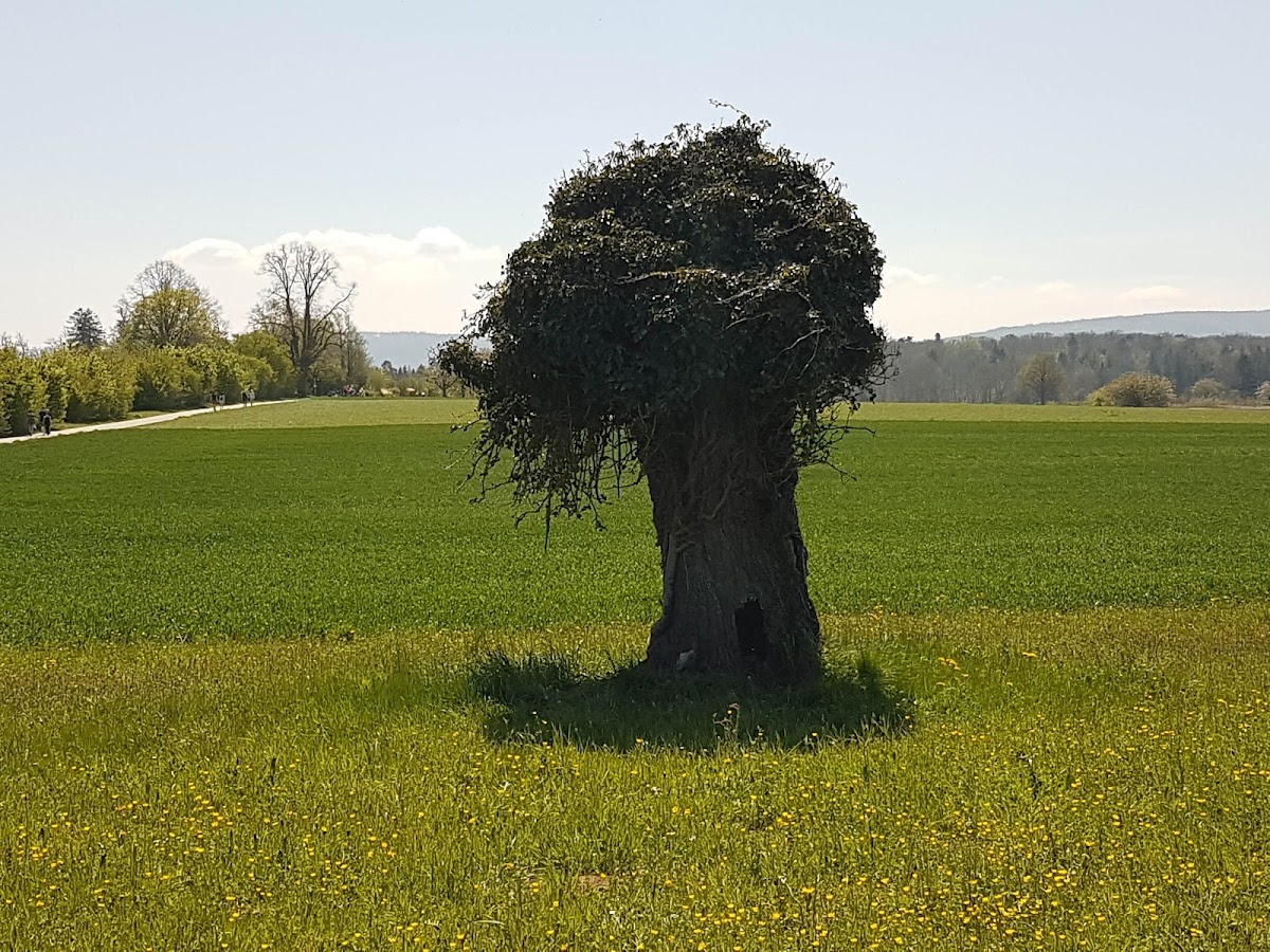 What Basel-Landschaft Looks Like on Foot