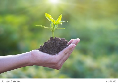 How to Care for the Soil in Your Yard
