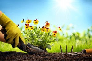 planting flowers