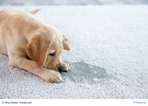 Pros and Cons of Choosing Carpeting For Your Home