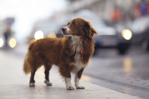 Fast Action is a Key to Finding Lost Pets