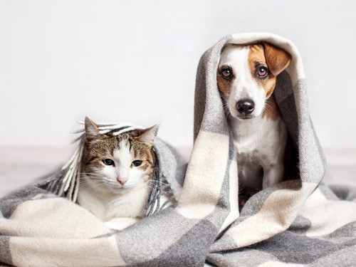 Eliminating Pet Odors Before Selling Your Home