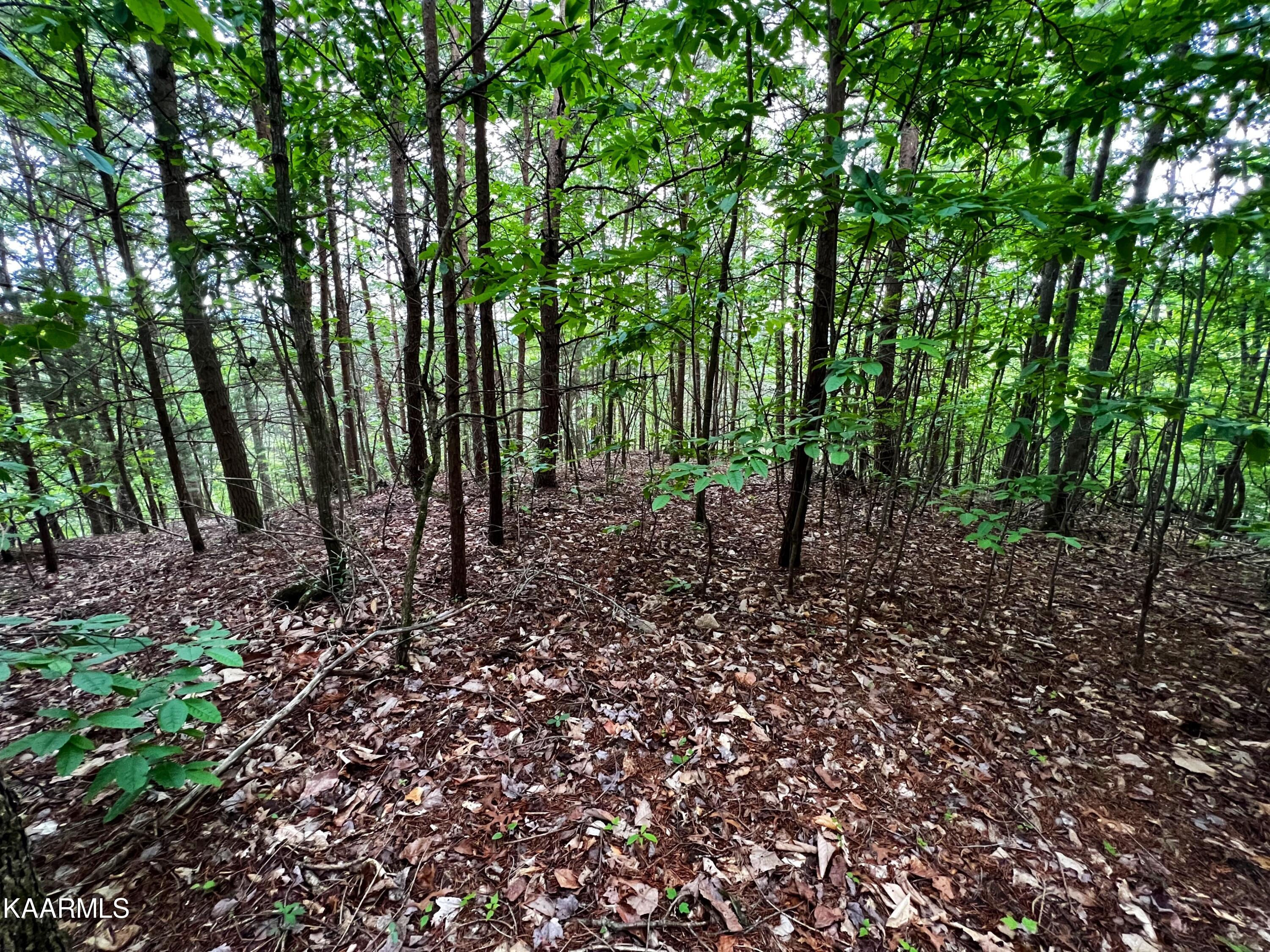 Lot 236 Whistle Valley Road, New Tazewell, TN 37825