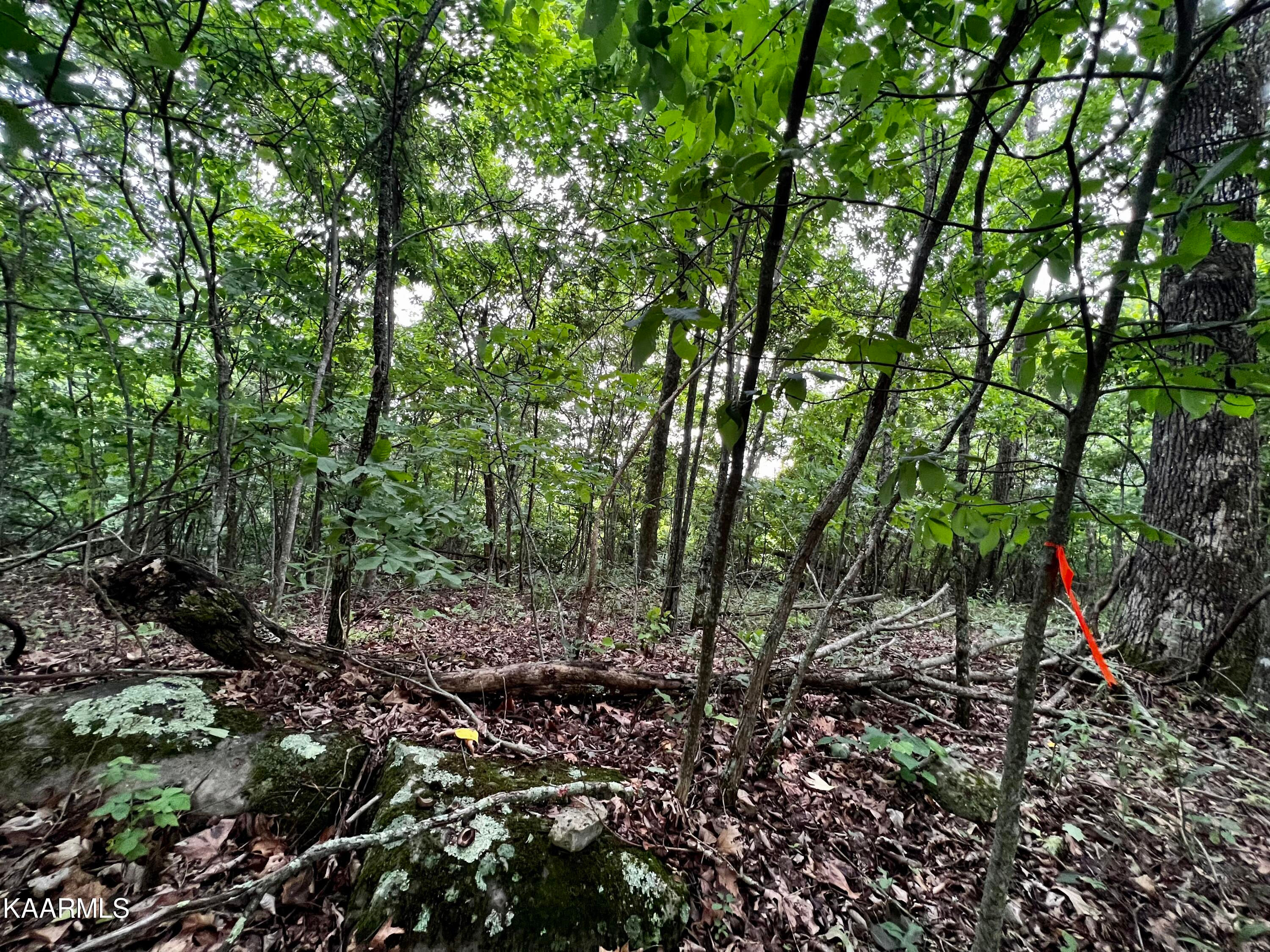 Lot #212 Clinch View Rd, New Tazewell, TN 37825