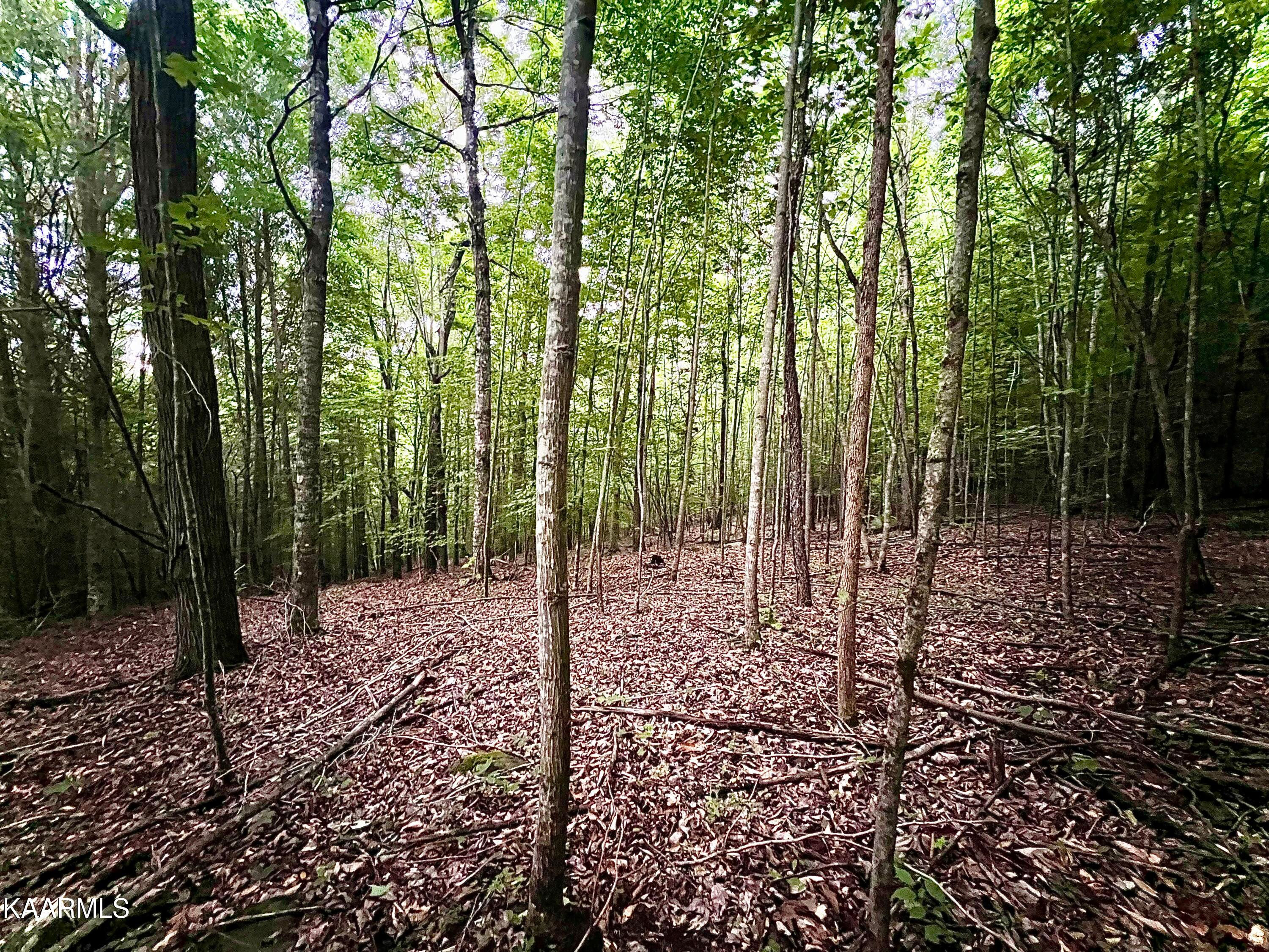Lot # 149 Whistle Valley Rd, New Tazewell, TN 37825
