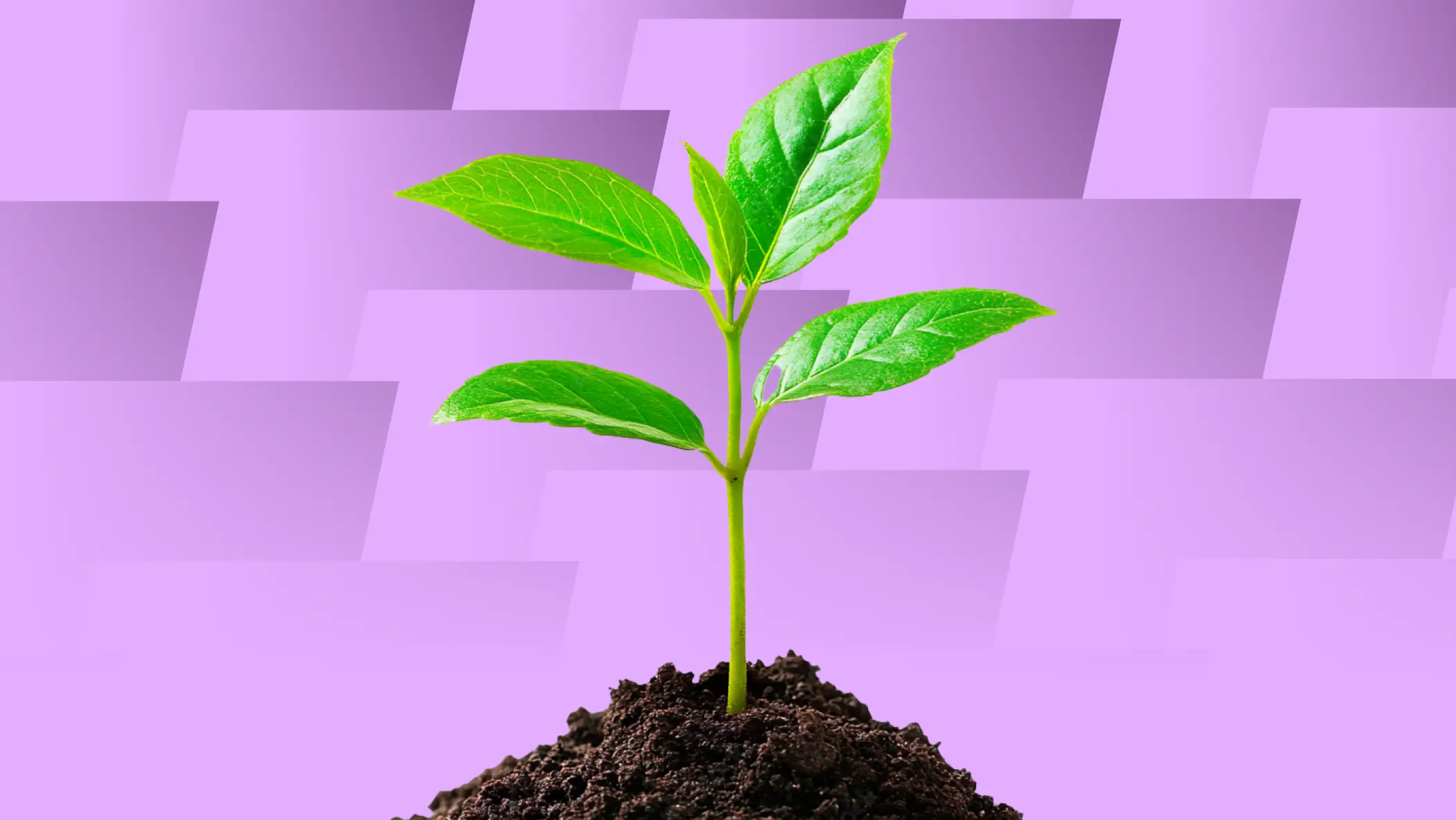 You’re Not Ready for a Head of Growth: Run This Founder-Led Growth Playbook Instead