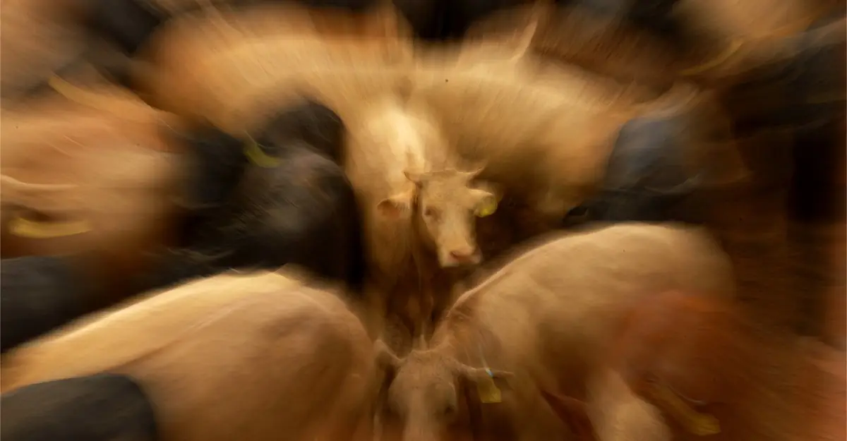 A Flesh-Eating Parasite Is Advancing Toward the U.S.