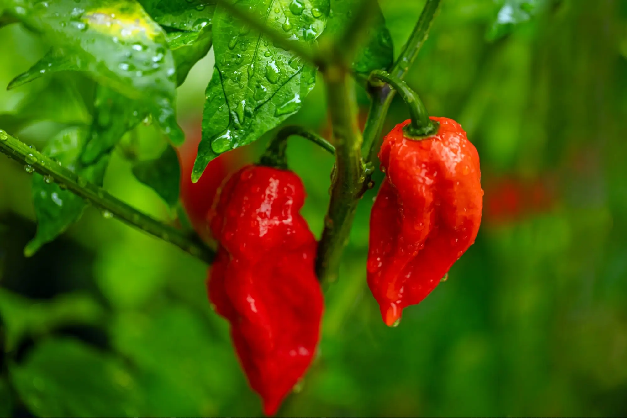 Benefit From Strong Brand Awareness with a Moe's Southwest Grill Franchise