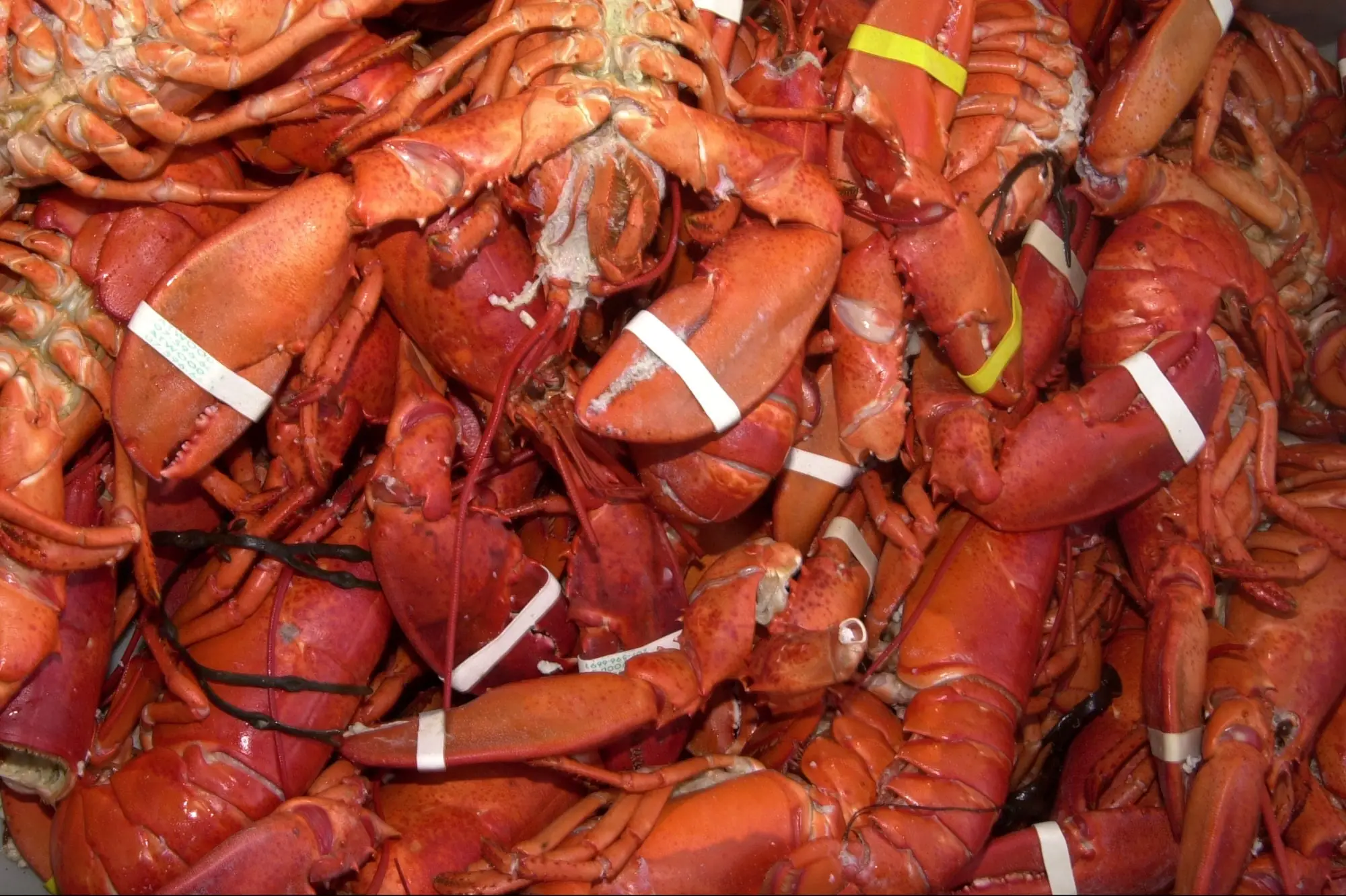 Someone Stole $400,000 Worth of Lobster Destined for Costco Using a 'Sophisticated' Phishing Scam