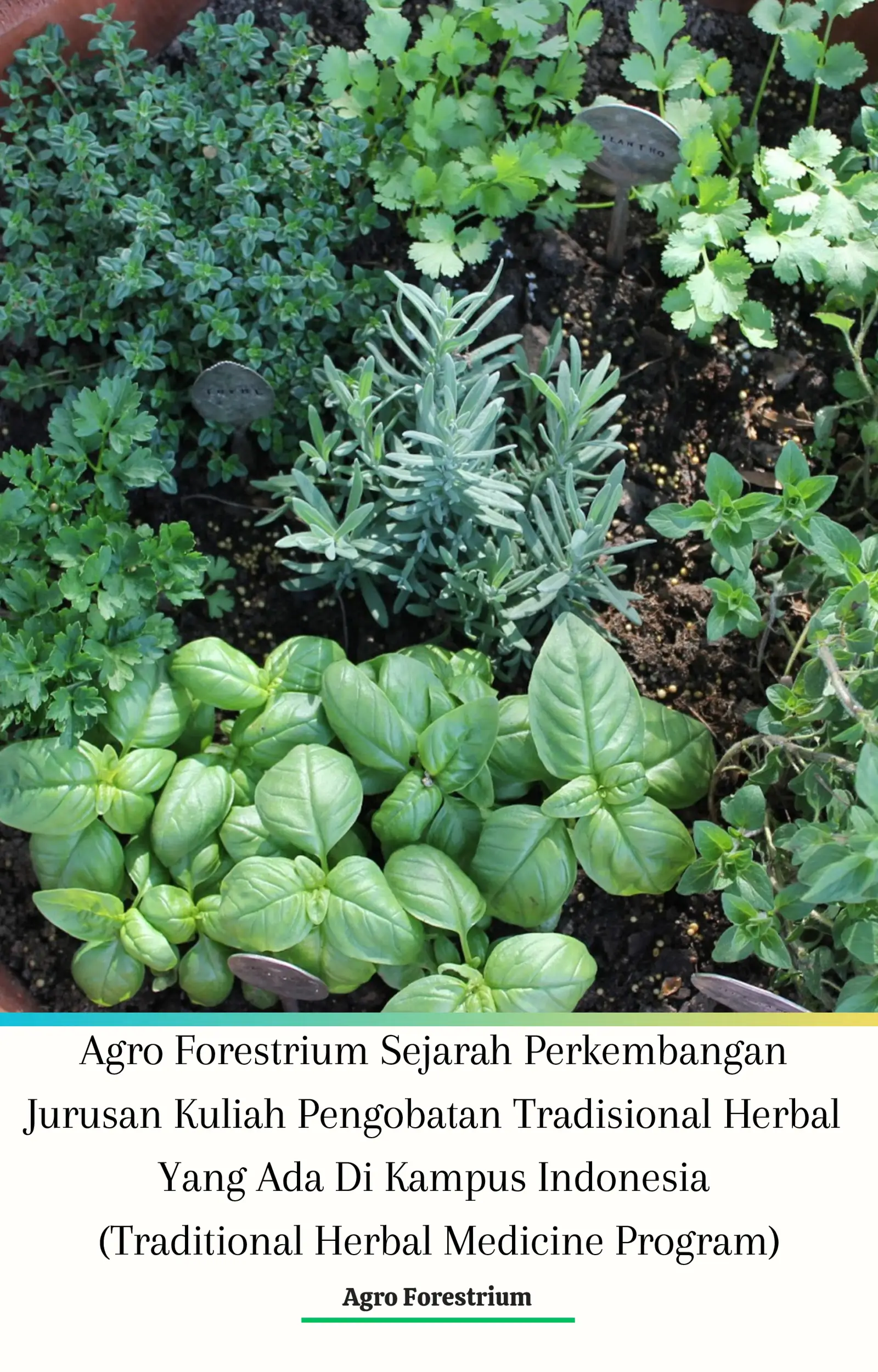 Agro Forestrium Sejarah Perkembangan Jurusan Kuliah Pengobatan Tradisional Herbal Yang Ada Di Kampus Indonesia (Traditional Herbal Medicine Program)