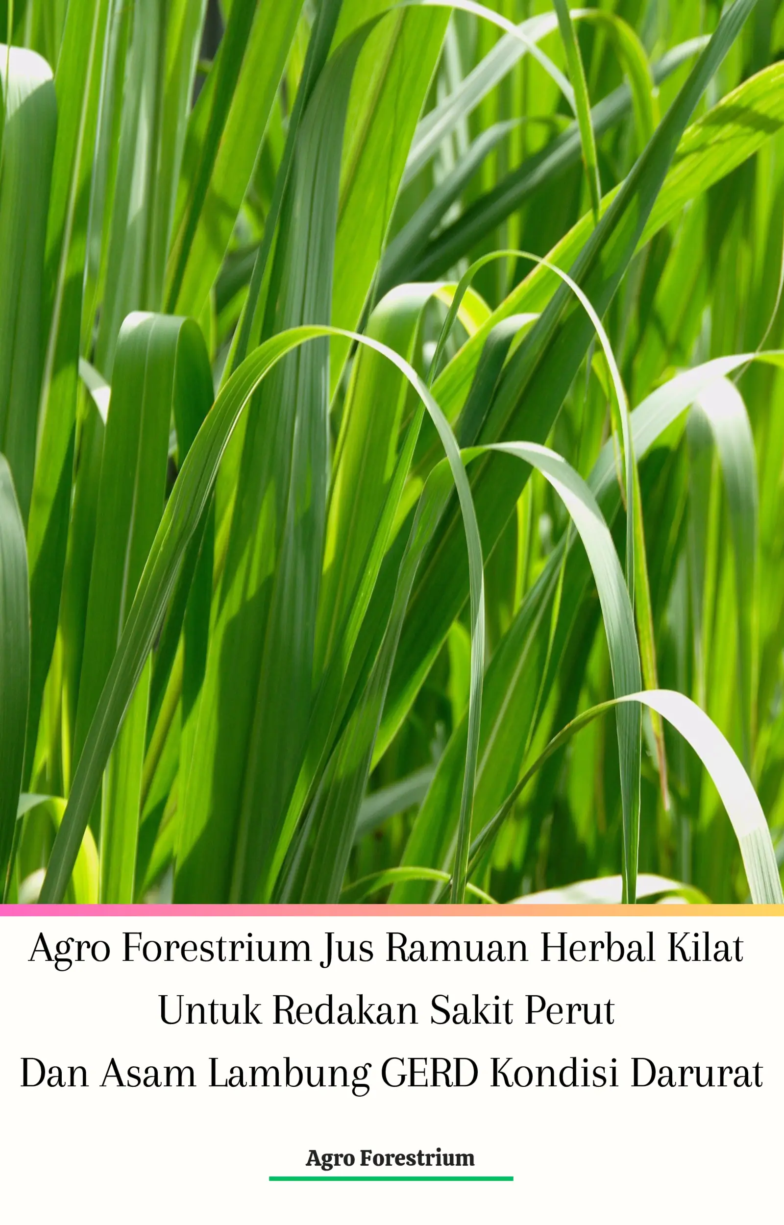 Agro Forestrium Jus Ramuan Herbal Kilat Untuk Redakan Sakit Perut Dan Asam Lambung GERD Kondisi Darurat