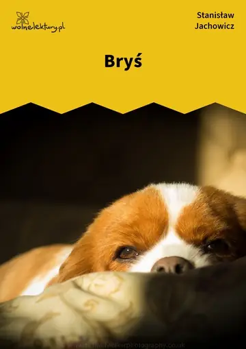 Bryś