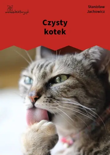 Czysty kotek