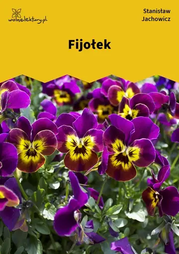 Fijołek