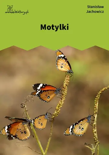 Motylki