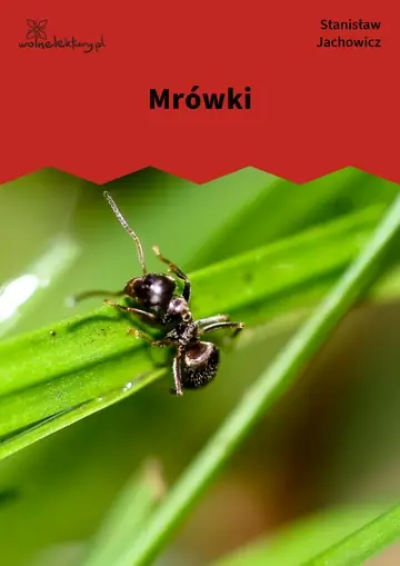 Mrówki