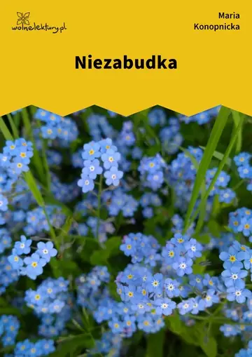Niezabudka