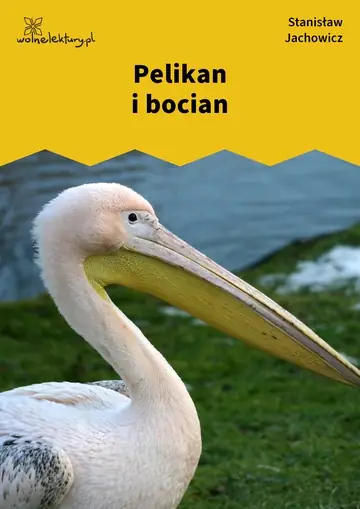Pelikan i bocian