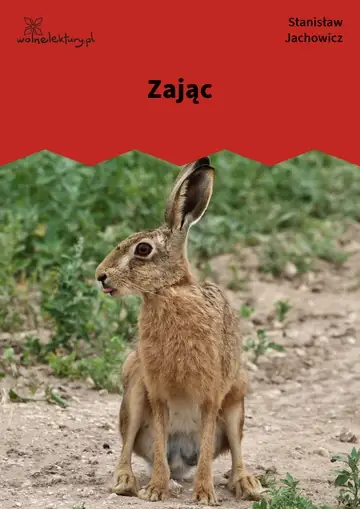 Zając