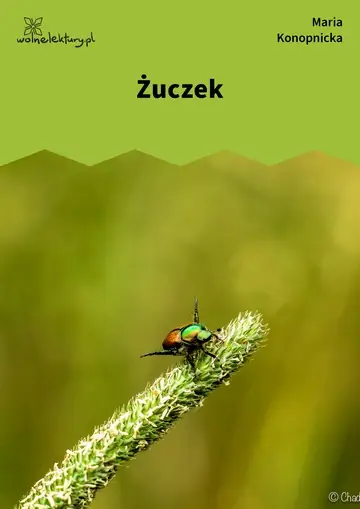 Żuczek