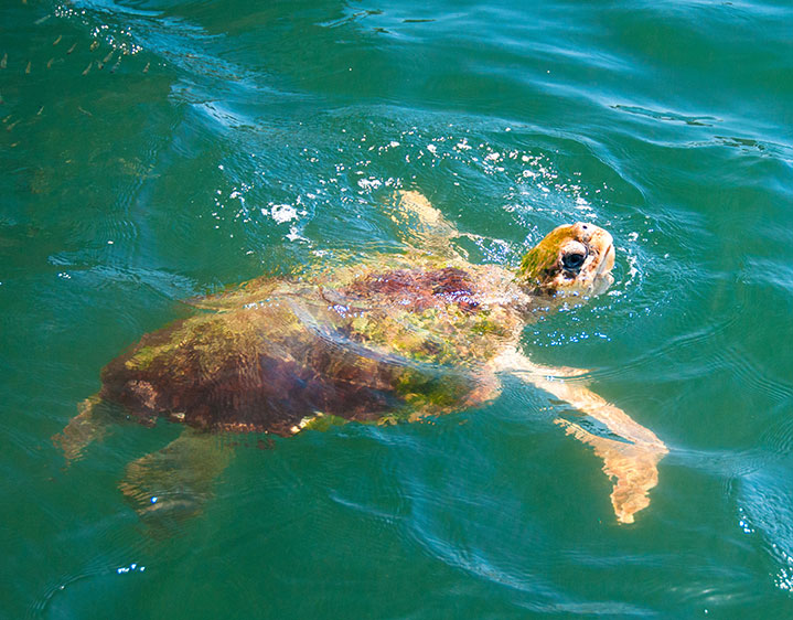 Schildpadden spotten op het strand