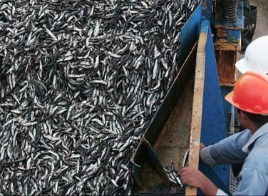 La temporada de anchoveta no se verá afectada por El Niño