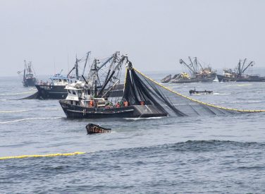 Produce emite reglamento para ordenar la pesca de anchoveta