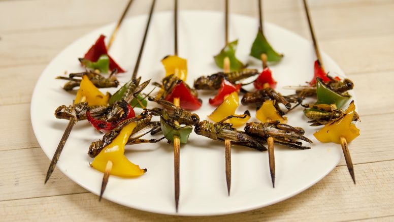 ¿Cómo cocinar grillos? Estos son los tips para deleitar (o espantar) a tus invitados