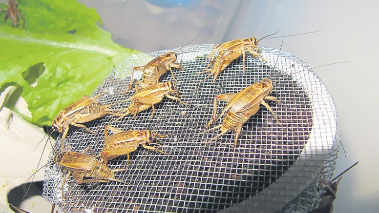 Minsa: no se debe eliminar los grillos con insecticidas