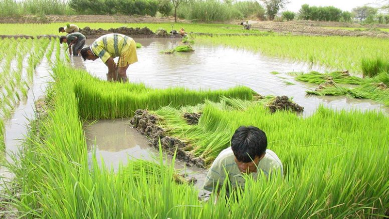 Pocos productores de arroz podrán acceder al seguro agrario