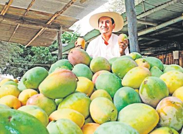 Producción de mango en la región superaría las 260 mil TN del 2016