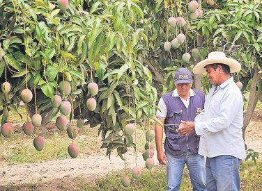 La producción de mango caería 15% en la presente campaña