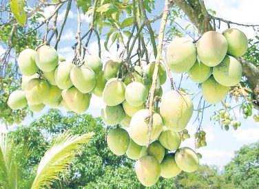 Chile y Bolivia también disfrutan de los mangos piuranos en estos días