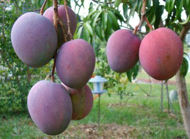INIA mejora calidad y productividad del mango