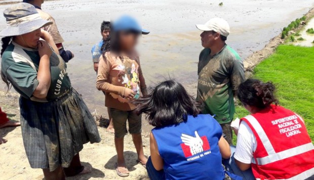 Hallan a 5 niños trabajando en cultivos de arroz en Tumbes