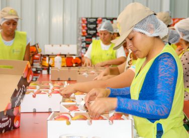 Las exportaciones de mango suman más de 5 mil contenedores este 2018