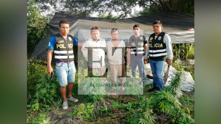 Policía incauta más de tres toneladas de marihuana en Las Lomas