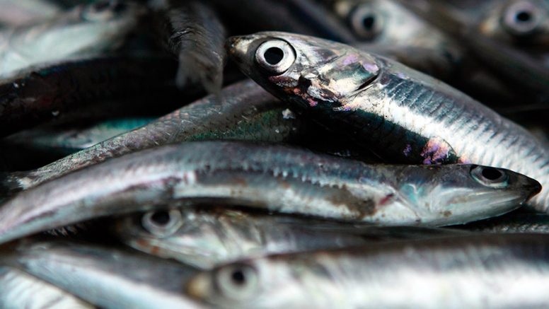 La Sociedad Nacional de Pesquería se pronuncia respecto a ley de cuotas de pesca