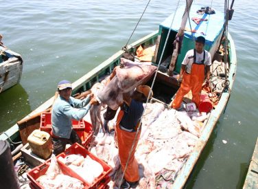 Editorial: Urge formalizar a los pescadores de pota