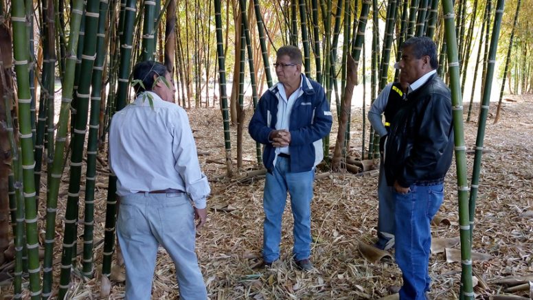 Piura es la segunda región con más producción de bambú