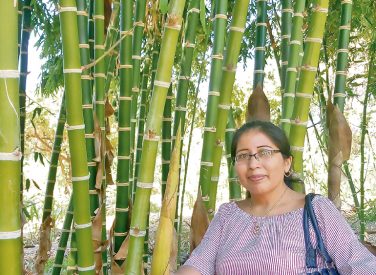 Piura: el bambú servirá para combatir la contaminación
