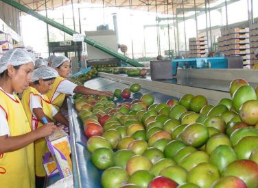 Piura prevé exportar 140 mil tn de mango hasta el mes de marzo