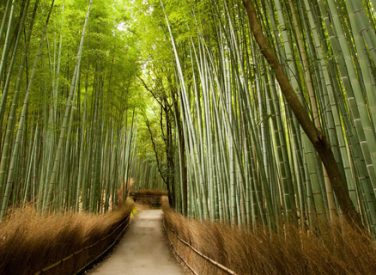 Aprueban conformación de Mesa Técnica Regional del Bambú