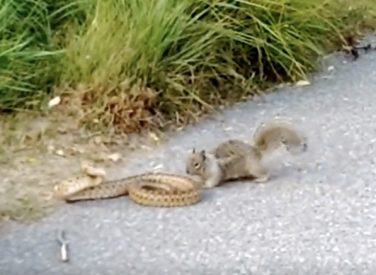 Ardilla ataca a serpiente para defender su hogar