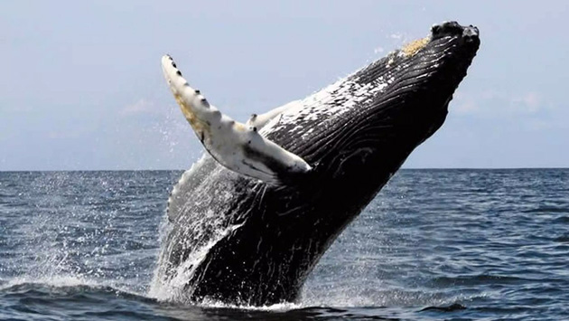 Una maravilla de la naturaleza en el mar de Grau, el avistamiento de Ballenas