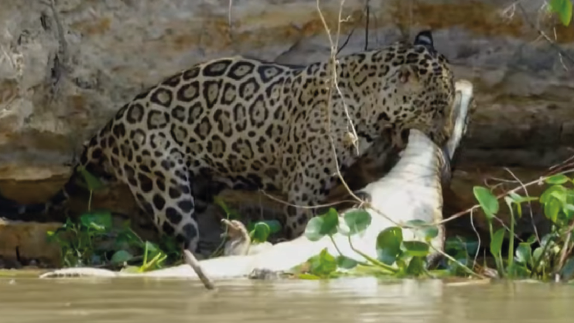 Jaguar derrota y devora a cocodrilo en audaz pelea [VÍDEO] - Diario El  Tiempo Piura