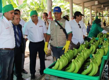 Agrobanco otorgó créditos por 13,3 millones de soles a agricultores del país