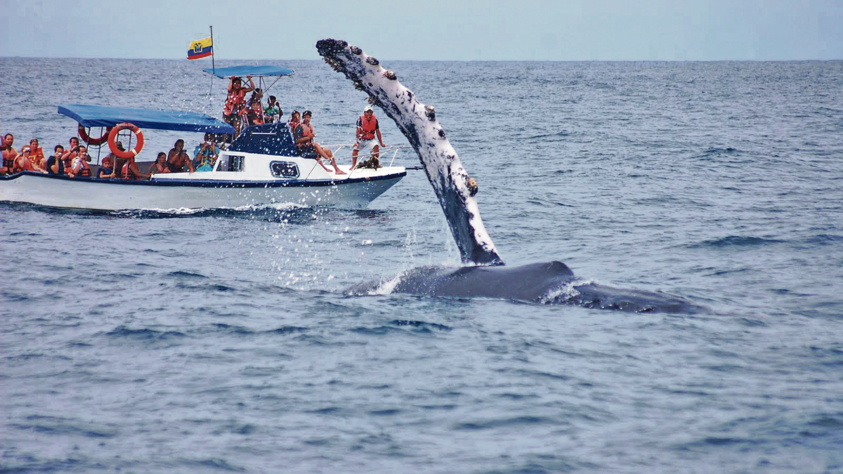 Fin de semana largo: disfruta la experiencia del avistamiento de ballenas