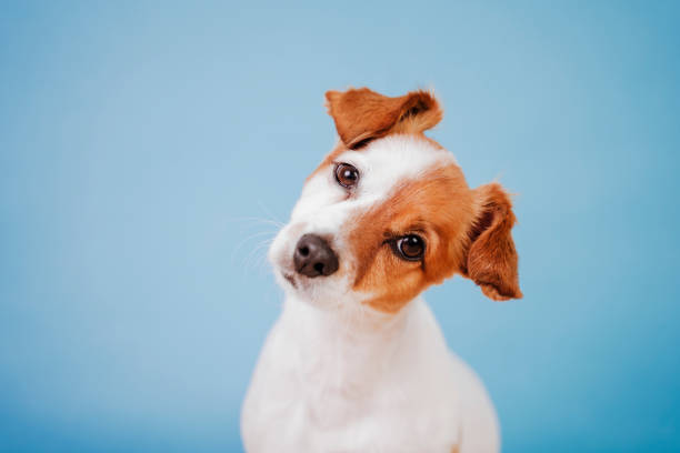 ¿Por qué tu perro mueve la cabeza cuando le hablas?