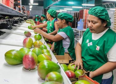 Perú exportaría unas 210 mil tn de mango fresco en esta campaña